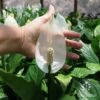 Spathiphyllum Maracay - Peace Lily 2 Spathiphyllum Maracay - Peace Lily -Plant Sale Store maracay flower size