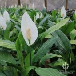 Spathiphyllum Maracay - Peace Lily -Plant Sale Store maracay flowering