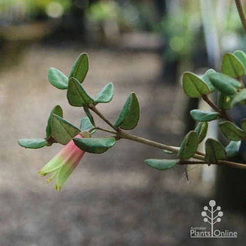 Correa Marian's Marvel 9 Correa Marian's Marvel - Image 7