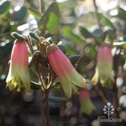 Correa Marian's Marvel 19 Correa Marian's Marvel -Plant Sale Store marian marvel flowers