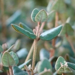 Correa Marian's Marvel 25 Correa Marian's Marvel -Plant Sale Store marians marvel foliage 1