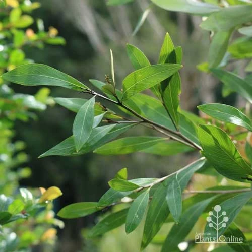 Grevillea Orange Marmalade 11 Grevillea Orange Marmalade - Image 9