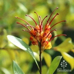 Grevillea Orange Marmalade 26 Grevillea Orange Marmalade -Plant Sale Store marmalade grevillea