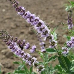 Mint - Seed 7 Mint - Seed -Plant Sale Store mentha spicata flowers