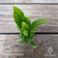 Microsorum Green Flame Fern 14 Microsorum Green Flame Fern -Plant Sale Store microsorum green flame 2