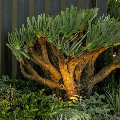 Aloe Plicatilis - Fan Aloe - Succulent 4 Aloe Plicatilis - Fan Aloe - Succulent - Image 2