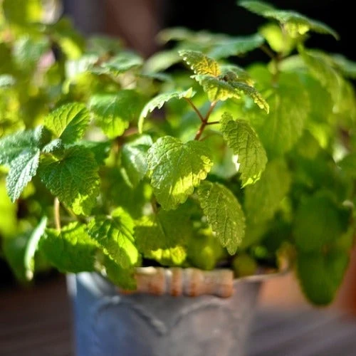 Mint - Seed 4 Mint - Seed - Image 2