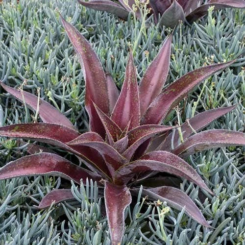 Mangave Mission To Mars - Succulent 4 Mangave Mission To Mars - Succulent - Image 2