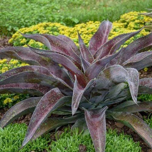 Mangave Mission To Mars - Succulent 3 Mangave Mission To Mars - Succulent