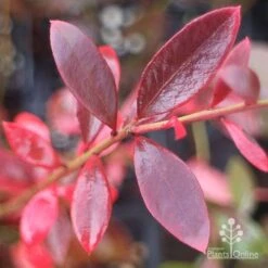 Blueberry Misty 20 Blueberry Misty -Plant Sale Store misty blueberry autumn colour