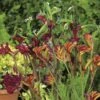 Australian Wildflower Kangaroo Paw - Seed 1 Australian Wildflower Kangaroo Paw - Seed -Plant Sale Store mixed kangaroo paw