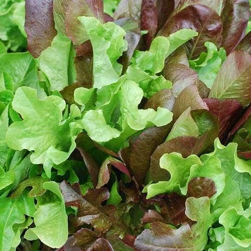 Lettuce Mixed Salad Leaves - Seed 5 Lettuce Mixed Salad Leaves - Seed - Image 3