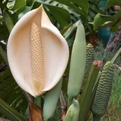 Monstera Deliciosa - Fruit Salad Plant, Swiss Cheese 21 Monstera Deliciosa - Fruit Salad Plant, Swiss Cheese -Plant Sale Store monstera flowers and fruit 500