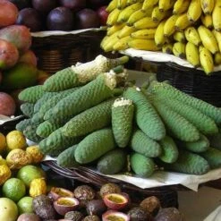 Monstera Deliciosa - Fruit Salad Plant, Swiss Cheese 24 Monstera Deliciosa - Fruit Salad Plant, Swiss Cheese -Plant Sale Store monstera fruit