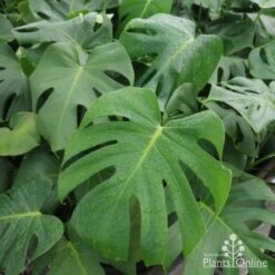Monstera Deliciosa - Fruit Salad Plant, Swiss Cheese 20 Monstera Deliciosa - Fruit Salad Plant, Swiss Cheese -Plant Sale Store monstera plants 1