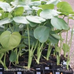 Monstera Deliciosa - Fruit Salad Plant, Swiss Cheese 25 Monstera Deliciosa - Fruit Salad Plant, Swiss Cheese -Plant Sale Store monstera tubes