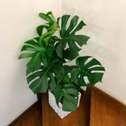 Monstera Deliciosa - Fruit Salad Plant, Swiss Cheese 22 Monstera Deliciosa - Fruit Salad Plant, Swiss Cheese -Plant Sale Store monstera staircase