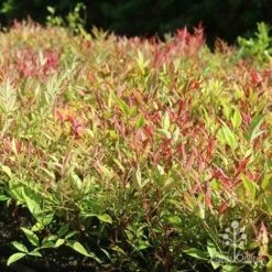 Nandina Moonbay 18 Nandina Moonbay -Plant Sale Store moonbay mass