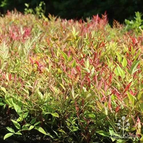 Nandina Moonbay 9 Nandina Moonbay - Image 7