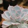 Echeveria Morning Beauty - Succulent 1 Echeveria Morning Beauty - Succulent -Plant Sale Store morning beauty