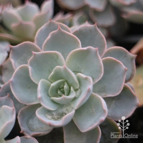 Echeveria Morning Beauty - Succulent 6 Echeveria Morning Beauty - Succulent - Image 4