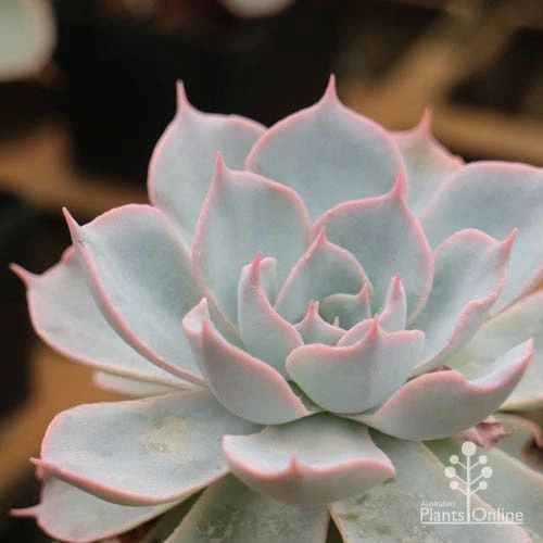 Echeveria Morning Beauty - Succulent 3 Echeveria Morning Beauty - Succulent