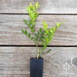 Murraya Sweet Privacy 19 Murraya Sweet Privacy -Plant Sale Store murraya sweet privacy 1