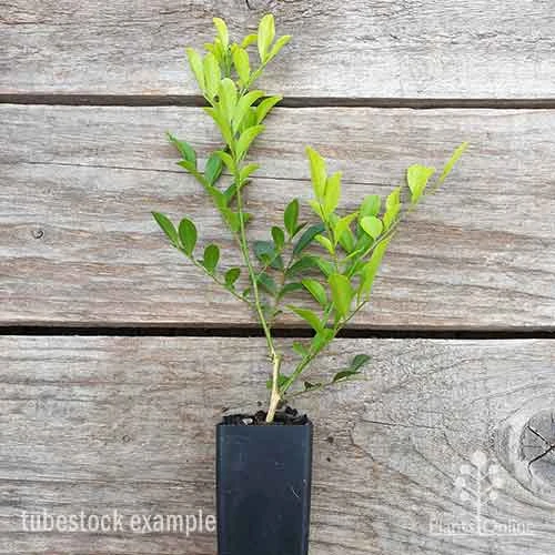 Murraya Sweet Privacy 10 Murraya Sweet Privacy - Image 8