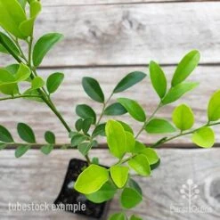 Murraya Sweet Privacy 15 Murraya Sweet Privacy -Plant Sale Store murraya sweet privacy 2