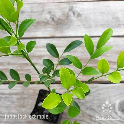 Murraya Sweet Privacy 6 Murraya Sweet Privacy - Image 4