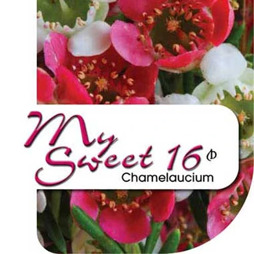 Chamelaucium MY SWEET 16™ - Waxflower 9 Chamelaucium MY SWEET 16™ - Waxflower - Image 7
