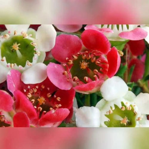 Chamelaucium MY SWEET 16™ - Waxflower 4 Chamelaucium MY SWEET 16™ - Waxflower - Image 2