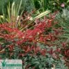Nandina FLIRT 2 Nandina FLIRT -Plant Sale Store nandina flirt foliage