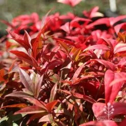 Nandina Obsession -Plant Sale Store nandina obsession foliage colour