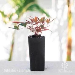 Nandina Obsession -Plant Sale Store nandina obsession tube