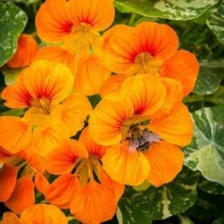 New Arrival 3 Nasturtium Alaska Salmon Variegated - Seed