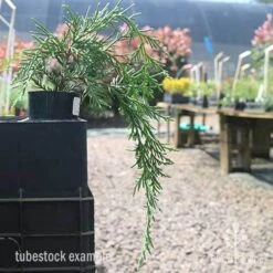 Cupressocyparis Naylors Blue - Leyland Cypress -Plant Sale Store naylors blue tubestock