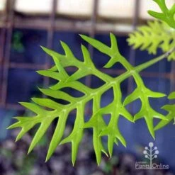 Grevillea Ned Kelly 19 Grevillea Ned Kelly -Plant Sale Store ned kelly img 8560