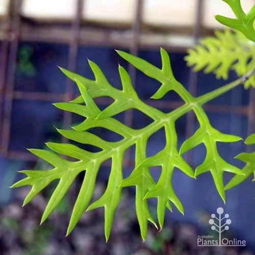 Grevillea Ned Kelly 7 Grevillea Ned Kelly - Image 5