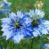 Nigella Miss Jekyll - Love In A Mist - Seed 1 Nigella Miss Jekyll - Love In A Mist - Seed -Plant Sale Store nigella closeup 500 1 1