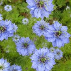 Nigella Miss Jekyll - Love In A Mist - Seed 7 Nigella Miss Jekyll - Love In A Mist - Seed -Plant Sale Store nigella group