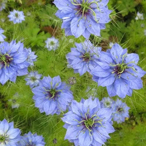 Nigella Miss Jekyll - Love In A Mist - Seed 5 Nigella Miss Jekyll - Love In A Mist - Seed - Image 3