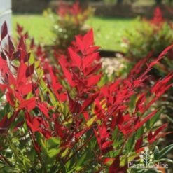 Nandina Obsession -Plant Sale Store obsession backlit 1