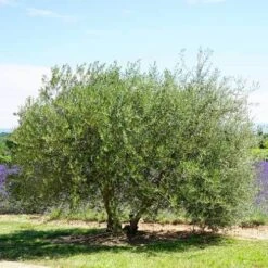 Olive Kalamata -Plant Sale Store olive tree landscape 500 2