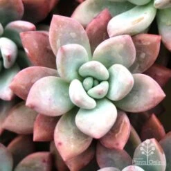 Graptoveria Opalina - Succulent 12 Graptoveria Opalina - Succulent -Plant Sale Store opalina img 4686
