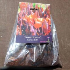 Canna Americana - 1 Bulb 11 Canna Americana - 1 Bulb -Plant Sale Store pack canna americana