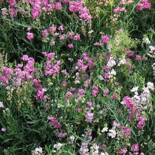 Sweet Pea Everlasting Mix - Seed 7 Sweet Pea Everlasting Mix - Seed - Image 5
