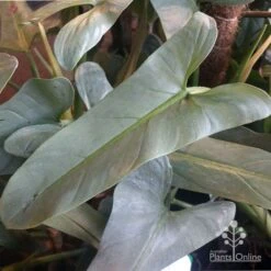 Philodendron Silver Sword -Plant Sale Store philo silver sword mature leaf