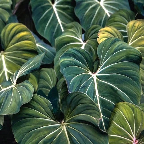 Philodendron Gloriosum - Velvet Philodendron 3 Philodendron Gloriosum - Velvet Philodendron