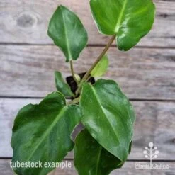 Philodendron Imbe 15 Philodendron Imbe -Plant Sale Store philodendron imbe 1